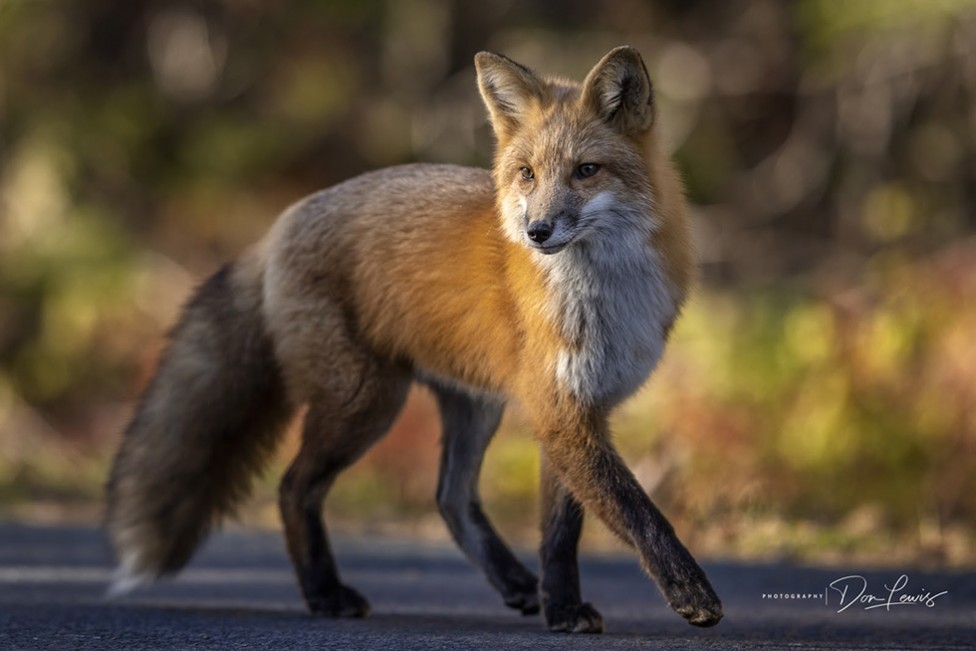 A photo of a red fox by Moncton photographer Don Lewis